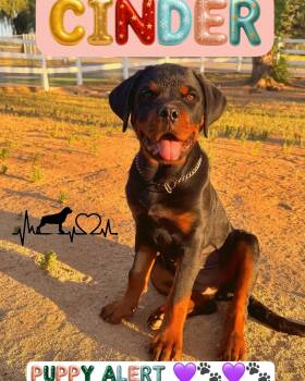 Rottweiler Dogs Available for Adoption in Perris, California - CINDER | PetCurious