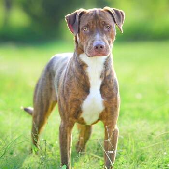 Bourbon -  Terrier and Chesapeake Bay Retriever Dog for Adoption in Corpus Christi, Texas - Bourbon | PetCurious