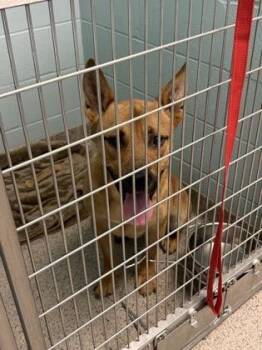 Captain -  Carolina Dog and Mixed Breed Dog for Adoption in Fishers, Indiana - Captain | PetCurious