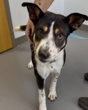 Sophie -  Terrier and Mixed Breed Dog for Adoption in Roanoke, Virginia - Sophie | PetCurious
