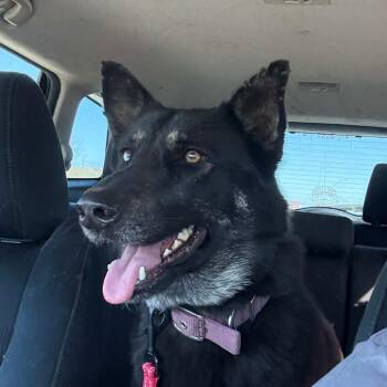 German Shepherd Dog Dogs Available for Adoption in Tulsa, Oklahoma - Aspen (PKA Lucy) | PetCurious
