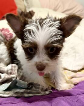 Biro Two Yorkshire Terrier Puppy Male -  Yorkshire Terrier Dog for Adoption in Boca Raton, Florida - Biro Two Yorkshire Terrier Puppy Male | PetCurious