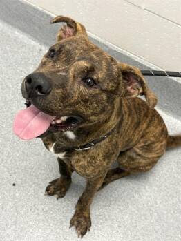 RICK JAMES -  Pit Bull Terrier Dog for Adoption in Indianapolis, Indiana - RICK JAMES | PetCurious