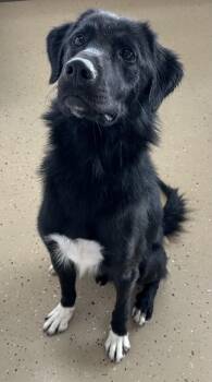 Sentinel -  Labrador Retriever Dog for Adoption in Mundelein, Illinois - Sentinel | PetCurious