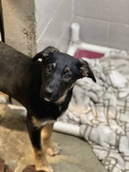 Shepherd and Border Collie Dogs Available for Adoption - Esparto  | PetCurious