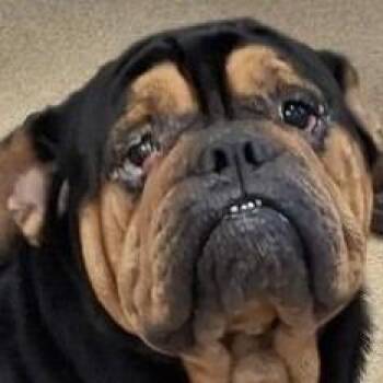 Buster Brown -  English Bulldog Dog for Adoption in Brenham, Texas - Buster Brown | PetCurious