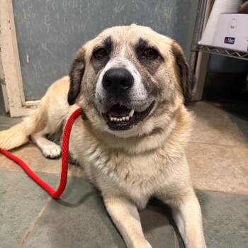 Libby -  Mixed Breed Dog for Adoption in Chattanooga, Tennessee - Libby | PetCurious