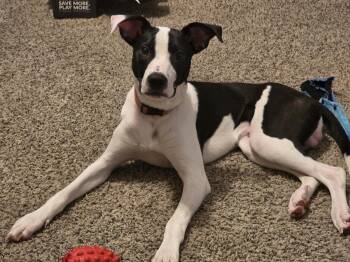 Polo -  Labrador Retriever Dog Available for Adoption in The Woodlands, Texas - Polo | PetCurious