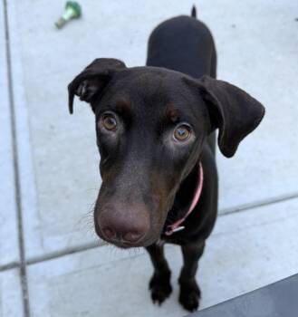 Luna -  Chocolate Labrador Retriever Dog for Adoption in Maineville, Ohio - Luna | PetCurious