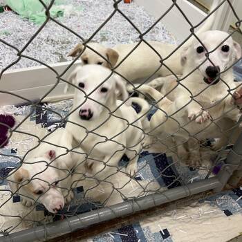 Puppies, puppies, puppies -  Dachshund and Jack Russell Terrier Dog Available for Adoption in Elkton, Michigan - Puppies, Puppies, Puppies | PetCurious