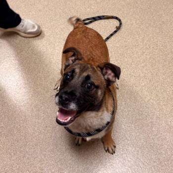 Boone -  Mixed Breed Dog for Adoption in Bristol, Indiana - Boone | PetCurious