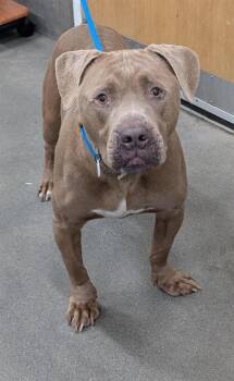 Pit Bull Terrier Dogs Available for Adoption - MYLES | PetCurious