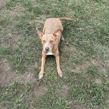 Trixie -  Rat Terrier Dog for Adoption in Valdosta, Georgia - Trixie | PetCurious