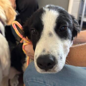 Birdie D26-118 -  Great Pyrenees and Border Collie Dog for Adoption in Lebanon, Tennessee - Birdie D26-118 | PetCurious