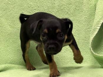 TOM - ADOPTION PENDING -  Chihuahua and Pug Dog for Adoption in Ontario, California - TOM - ADOPTION PENDING | PetCurious