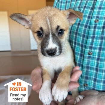 Zoot -  Pit Bull Terrier and Collie Dog for Adoption in Kanab, Utah - Zoot | PetCurious