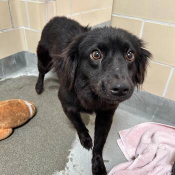 Pixie -  Spaniel and Mixed Breed Dog for Adoption in Long Beach, California - Pixie | PetCurious