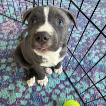 American Staffordshire Terrier Dogs Available for Adoption in Walnut Creek, California - Scrub Oak | PetCurious