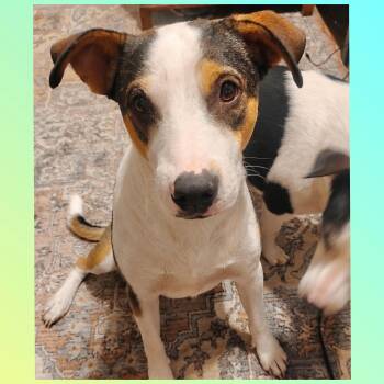 Bud -  Jack Russell Terrier and Terrier Dog for Adoption in San Antonio, Texas - Bud | PetCurious