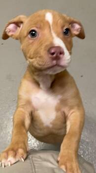 Pit Bull Terrier Dogs Available for Adoption - Coca | PetCurious