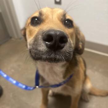 Mixed Breed Dogs Available for Adoption - Ringo | PetCurious