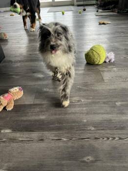 Australian Shepherd and Poodle Dogs Available for Adoption - Max | PetCurious