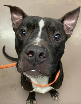 Rescue Pit Bull Terrier Dogs for Adoption in Chicago, Illinois - Pepperoni | PetCurious