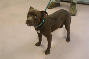 LOTTIE -  Mixed Breed Dog for Adoption in Columbia, South Carolina - LOTTIE | PetCurious