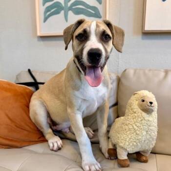 Bruno Baby Built For Snuggles -  Labrador Retriever and Pit Bull Terrier Dog for Adoption in Friendswood, Texas - Bruno Baby Built For Snuggles | PetCurious