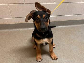 BOB -  German Shepherd Dog and Mixed Breed Dog for Adoption in Colorado Springs, Colorado - BOB | PetCurious