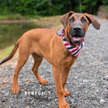 Benedict 03-0803 -  German Shepherd Dog and Doberman Pinscher Dog for Adoption in Tyrone, Georgia - Benedict 03-0803 | PetCurious