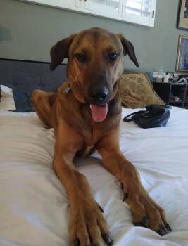 Rhodesian Ridgeback and Vizsla Dogs Available for Adoption in Los Angeles, California - Rusty | PetCurious