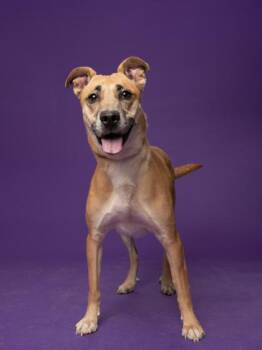 Montana -  Mixed Breed Dog for Adoption in Atlanta, Georgia - Montana | PetCurious