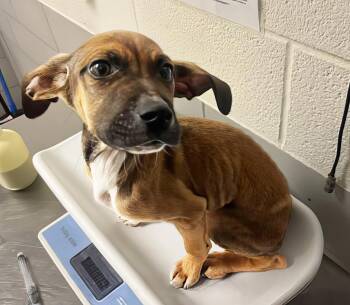 Pupperoni -  Mixed Breed Dog for Adoption in Nashville, Tennessee - Pupperoni | PetCurious