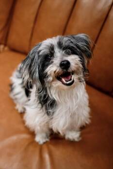 Terrier and Poodle Dogs Available for Adoption in Frankfort, New York - Abba | PetCurious