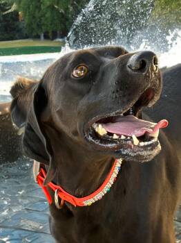 Creek -  Labrador Retriever Dog for Adoption in Kingman, Arizona - Creek | PetCurious
