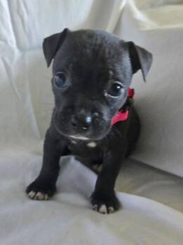 Havarati - Mozzarella -  American Bulldog Dog for Adoption in Lakeland, Florida - Havarati - Mozzarella | PetCurious