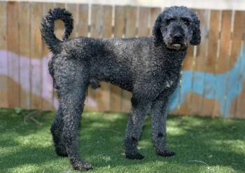 VALJEAN -  Poodle Dog for Adoption in West Valley City, Utah - VALJEAN | PetCurious