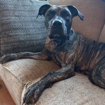 Olive -  Cane Corso and Pit Bull Terrier Dog for Adoption in Yonkers, New York - Olive | PetCurious