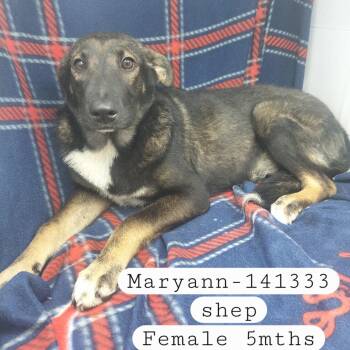 Maryann -  Shepherd and Mixed Breed Dog for Adoption in New Tazewell, Tennessee - Maryann | PetCurious