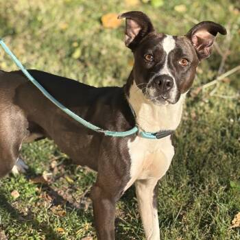 Rosemary -  Terrier Dog for Adoption in Melbourne, Kentucky - Rosemary | PetCurious