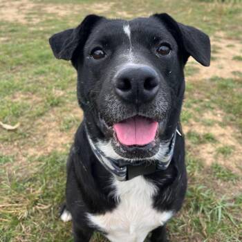 Rescue Labrador Retriever Dogs for Adoption in West Jefferson, Ohio - Zeke | PetCurious