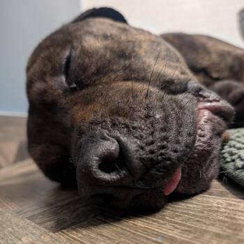 Teric -  Pit Bull Terrier Dog for Adoption in Chicago, Illinois - Teric | PetCurious