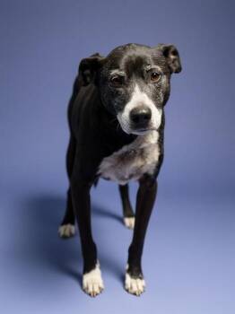 PIZZA ROLL -  Mixed Breed Dog for Adoption in Jacksonville, Florida - PIZZA ROLL | PetCurious