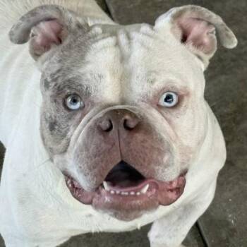 Satchmo -  American Bulldog and Mixed Breed Dog for Adoption in Elk Grove Village, Illinois - Satchmo | PetCurious