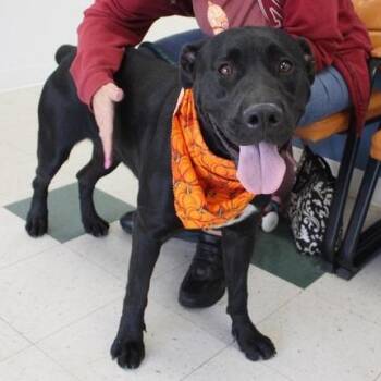 Taki -  Labrador Retriever and Cane Corso Dog for Adoption in Birmingham, Alabama - Taki | PetCurious