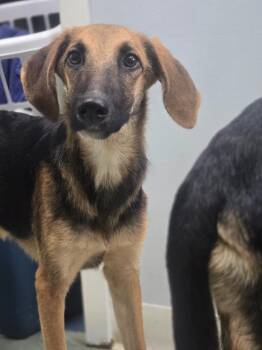 Ann -  Hound and Mixed Breed Dog for Adoption in Danielsville, Georgia - Ann | PetCurious