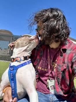 Fur Baby -  Mixed Breed Dog for Adoption in Wichita, Kansas - Fur Baby | PetCurious