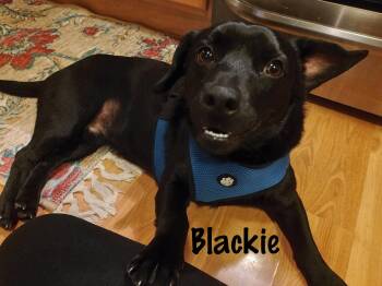Mixed Breed Dogs Available for Adoption - Blackie | PetCurious