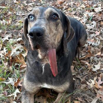 Catahoula Leopard Dog and Hound Dogs Available for Adoption in Calera, Alabama - Star | PetCurious